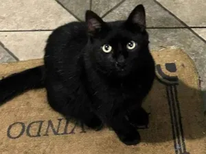 Gato raça SRD-ViraLata idade 1 ano nome Salem