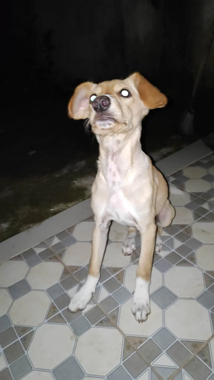 Cachorro ra a SRD-ViraLata idade 2 a 6 meses nome Pipoca 
