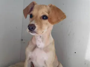 Cachorro raça SRD-ViraLata idade 2 a 6 meses nome Pipoca 