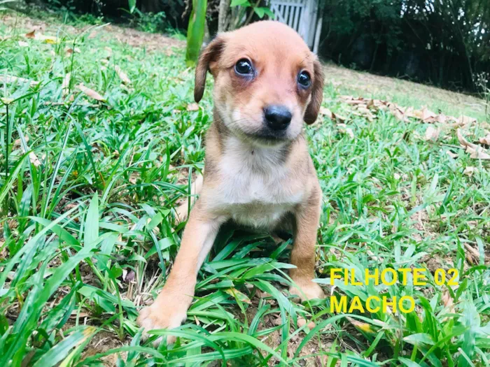 Cachorro ra a SRD-ViraLata idade Abaixo de 2 meses nome Filhotes