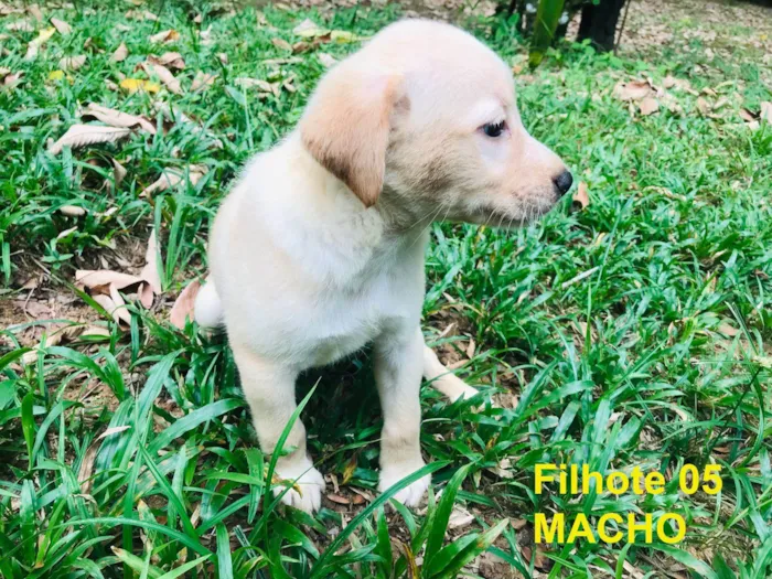 Cachorro ra a SRD-ViraLata idade Abaixo de 2 meses nome Filhotes