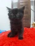 Neguinha