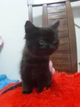 Neguinha