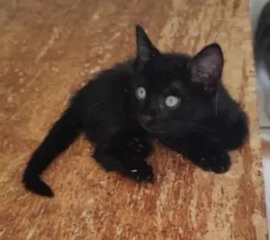 Gato raça SRD-ViraLata idade 2 a 6 meses nome blade