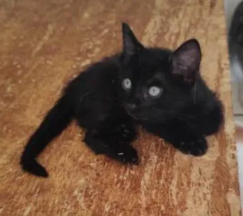 Gato ra a SRD-ViraLata idade 2 a 6 meses nome blade