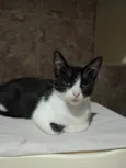 Frajolinha