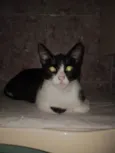 Frajolinha