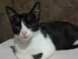 Frajolinha