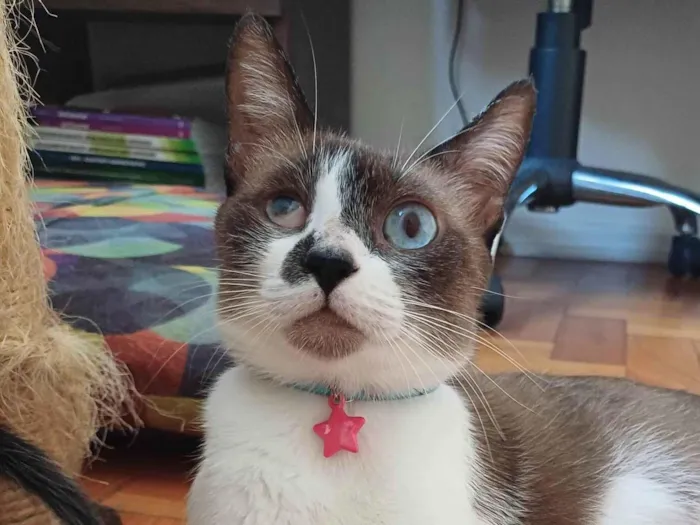 Gato ra a Srd idade 1 ano nome Hope