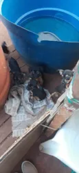 Não tem