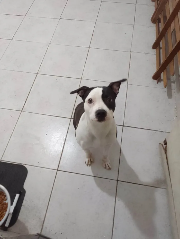 Cachorro ra a Pit-Bull idade 7 a 11 meses nome PANDORA