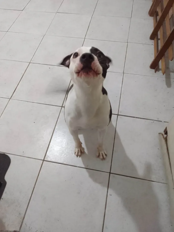 Cachorro ra a Pit-Bull idade 7 a 11 meses nome PANDORA
