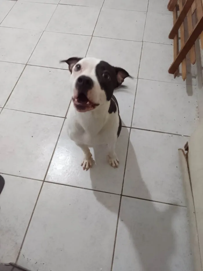 Cachorro ra a Pit-Bull idade 7 a 11 meses nome PANDORA