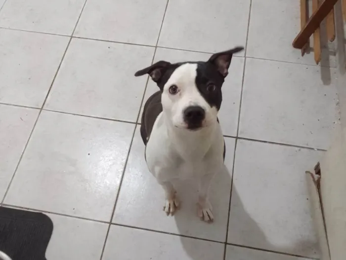 Cachorro ra a Pit-Bull idade 7 a 11 meses nome PANDORA