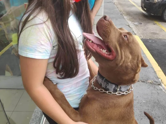 Cachorro ra a American Pitbull Terrier idade 5 anos nome Skayla