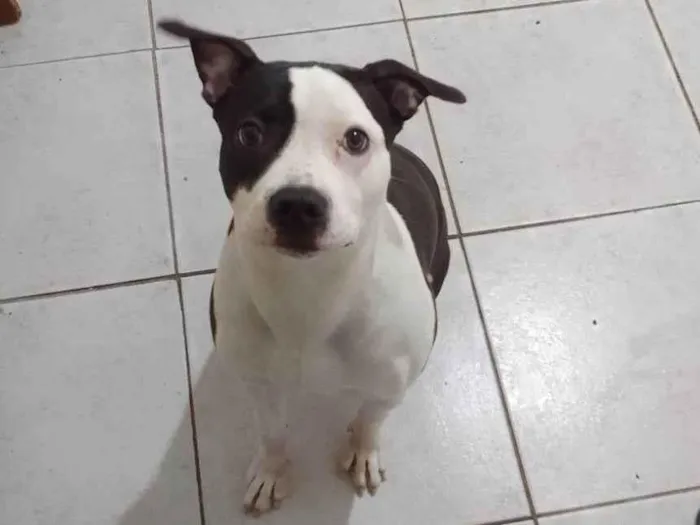 Cachorro ra a Pit-Bull idade 7 a 11 meses nome PANDORA