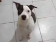 PANDORA
