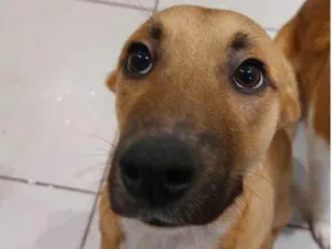 Cachorro raça SRD-ViraLata idade 7 a 11 meses nome Dante 