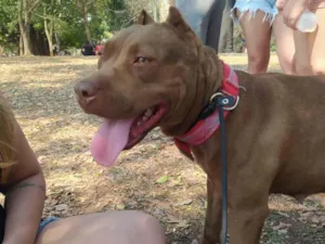 Cachorro raça American Pitbull Terrier idade 5 anos nome Skayla