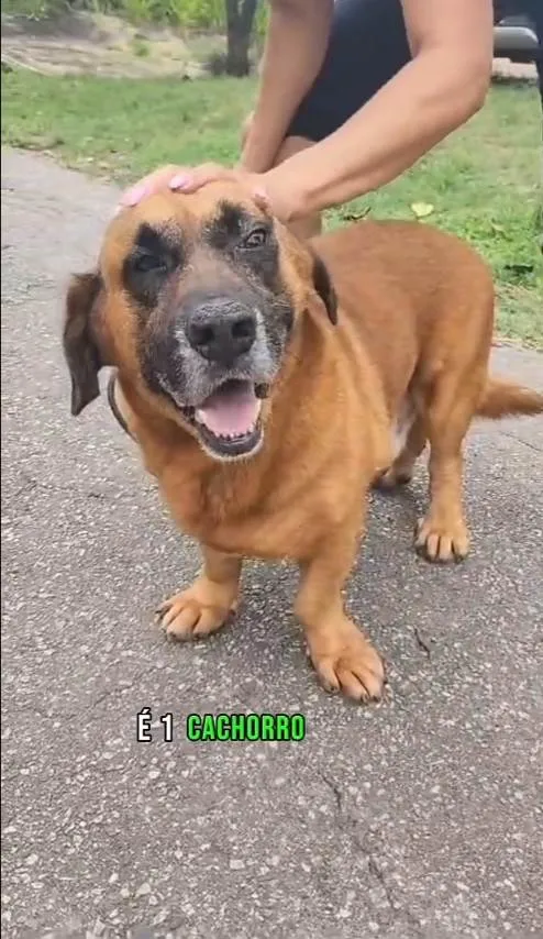 Cachorro ra a SRD-ViraLata idade 5 anos nome Megamente 
