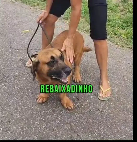 Cachorro ra a SRD-ViraLata idade 5 anos nome Megamente 