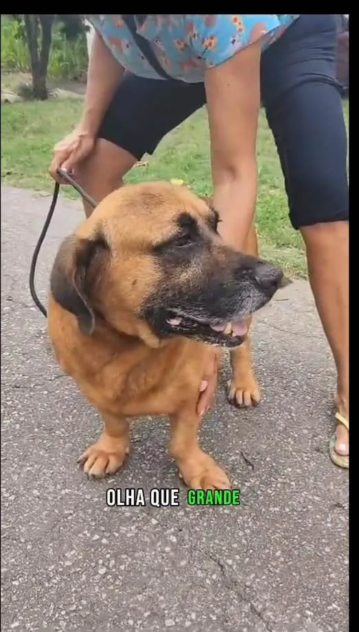 Cachorro ra a SRD-ViraLata idade 5 anos nome Megamente 
