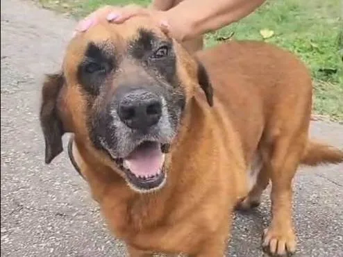 Cachorro ra a SRD-ViraLata idade 5 anos nome Megamente 