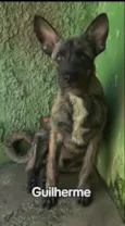 Guilherme