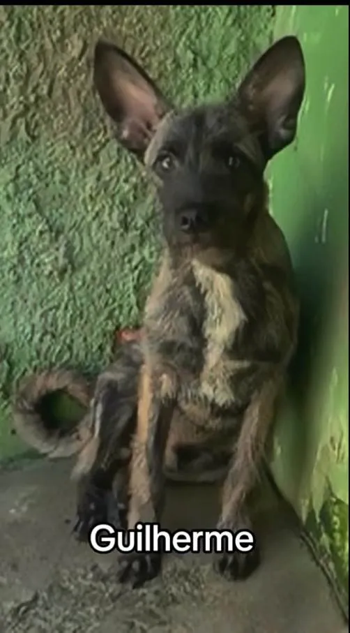 Cachorro ra a SRD-ViraLata idade 2 anos nome Guilherme