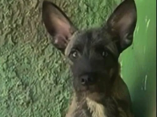 Cachorro ra a SRD-ViraLata idade 2 anos nome Guilherme
