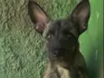 Guilherme
