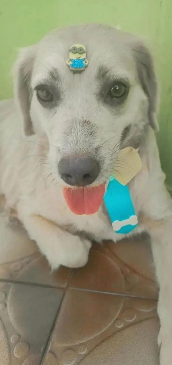 Cachorro ra a SRD-ViraLata idade 2 anos nome Clarinha