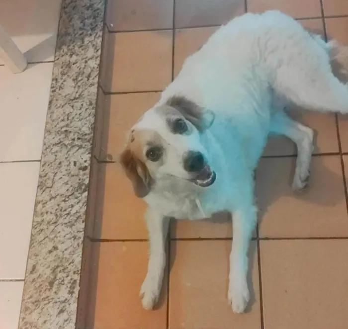 Cachorro ra a SRD-ViraLata idade 2 anos nome Carlito
