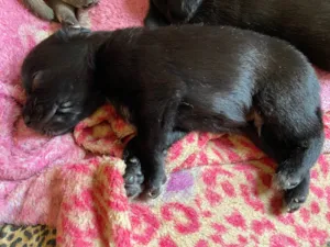 Cachorro raça SRD-ViraLata idade Abaixo de 2 meses nome Sem nome 