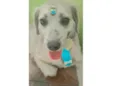 Clarinha