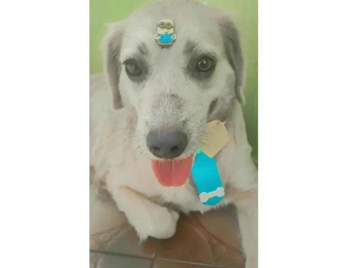 Cachorro ra a SRD-ViraLata idade 2 anos nome Clarinha