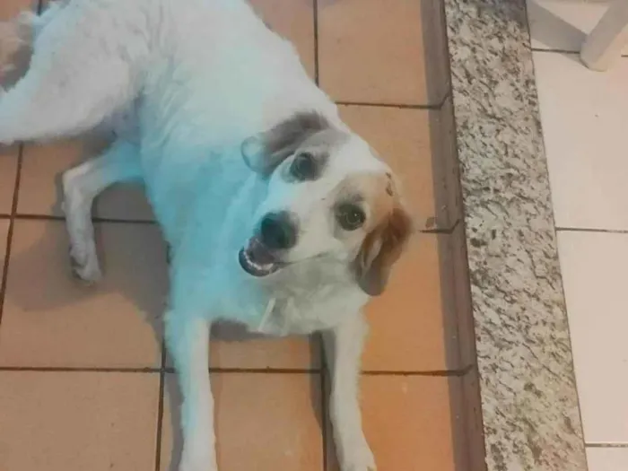 Cachorro ra a SRD-ViraLata idade 2 anos nome Carlito