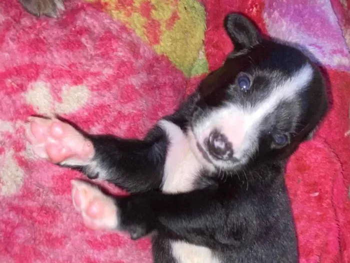 Cachorro ra a SRD-ViraLata idade Abaixo de 2 meses nome Sem nome 