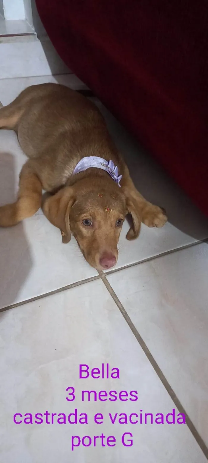 Cachorro ra a SRD-ViraLata idade 2 a 6 meses nome Bella