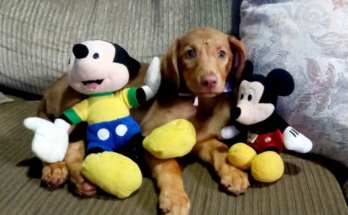 Cachorro ra a SRD-ViraLata idade 2 a 6 meses nome Bella