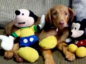 Cachorro raça SRD-ViraLata idade 2 a 6 meses nome Bella