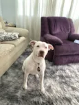 Bruce