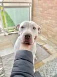 Bruce