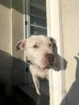 Bruce