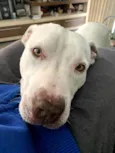Bruce
