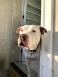 Bruce