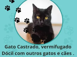 Gato raça Srd idade 2 a 6 meses nome Petróleo 