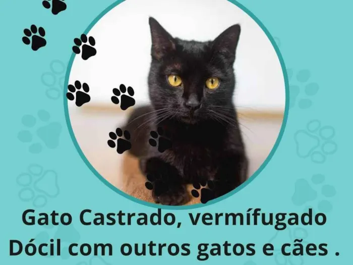 Gato ra a Srd idade 2 a 6 meses nome Petróleo 