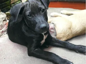 Cachorro raça SRD-ViraLata idade 2 a 6 meses nome Nico Robin (fêmea ) e Sanji (macho)