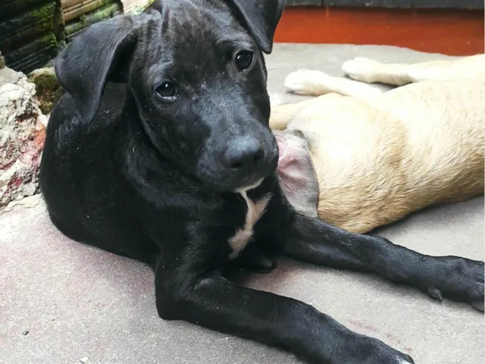Cachorro ra a SRD-ViraLata idade 2 a 6 meses nome Nico Robin (fêmea ) e Sanji (macho)